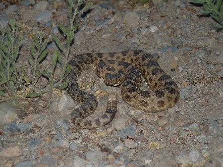 Great Basin Rattlesnake 2