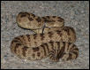 Great Basin Rattlesnake 3