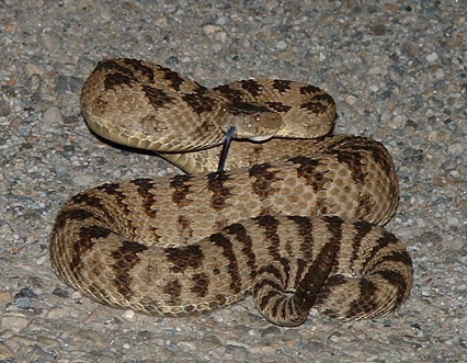 Great Basin Rattlesnake 3