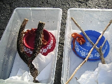 Newborn Amazon Tree Boas