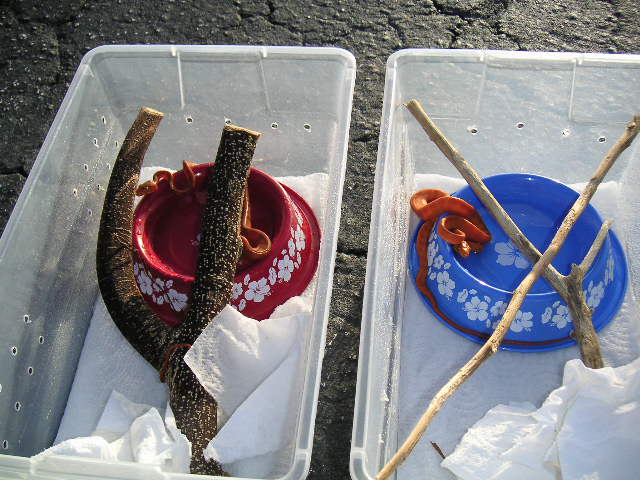Newborn Amazon Tree Boas