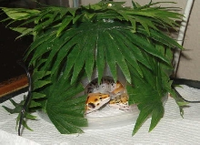 Gilligans Hut ( Little Buddy)