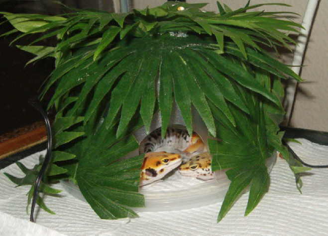 Gilligans Hut ( Little Buddy)