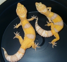 Pair of new Tremper Albinos
