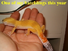 One of my Hatchlings this season