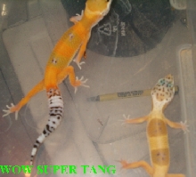 Nice Tang Color