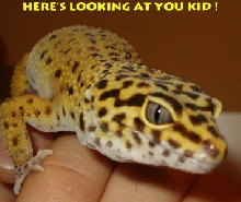 Here's Looking at You Kid