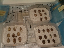 eggs