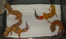 Fantastic 4