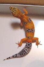Laverder Spots