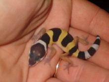 new baby