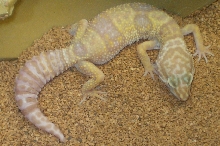 pinky my albino