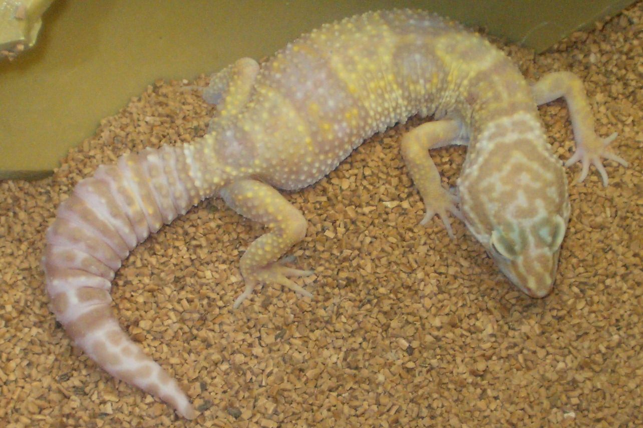 pinky my albino
