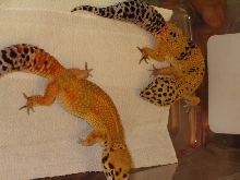 two ladies