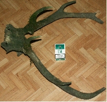 poroze