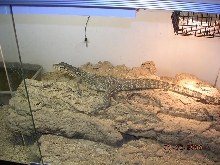 SUMATRAN WATER PIC