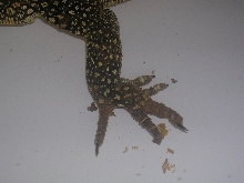 water monitor foot