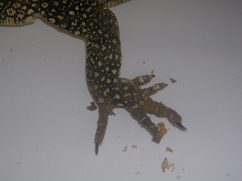 water monitor foot