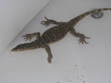 water monitor
