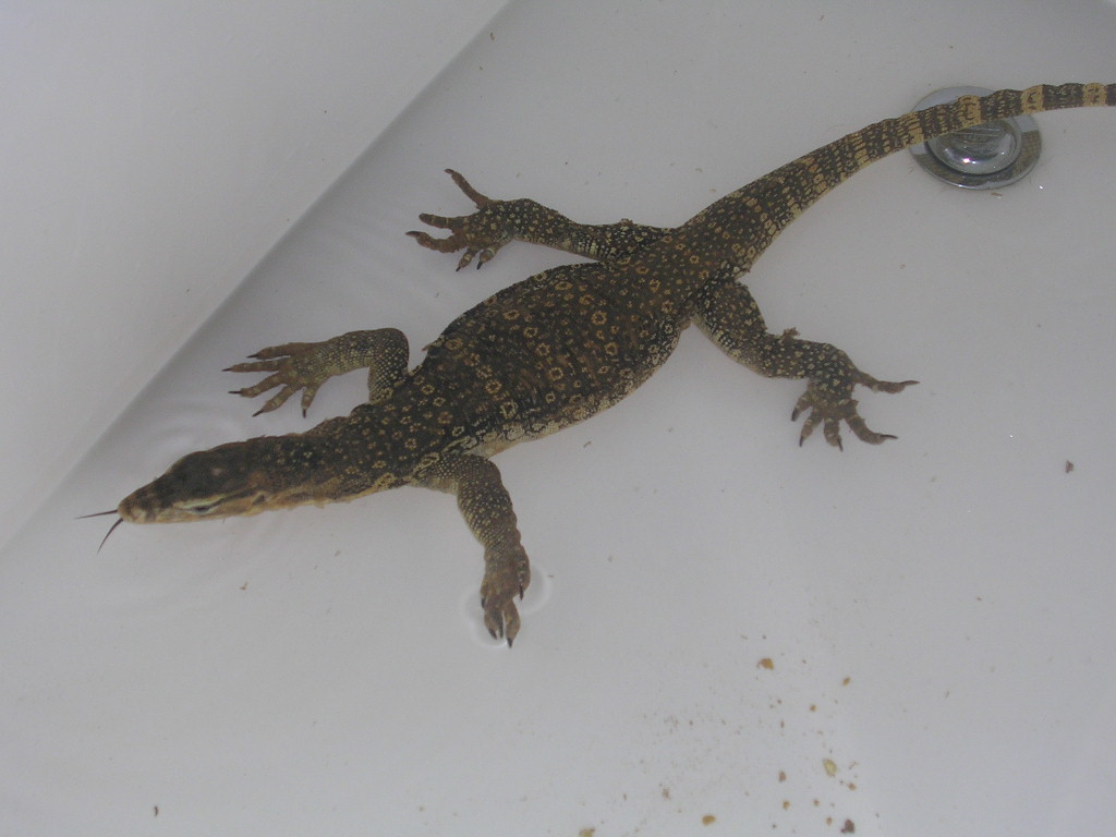 water monitor