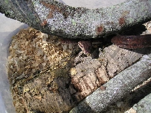Dark Red Female Amazon Tree