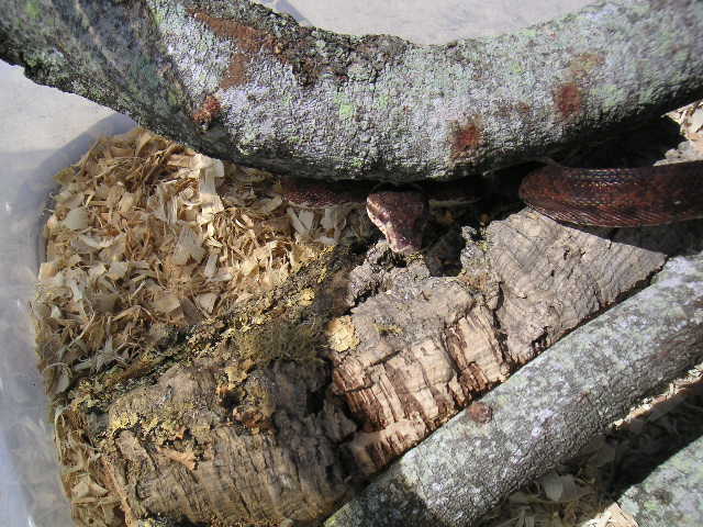 Dark Red Female Amazon Tree