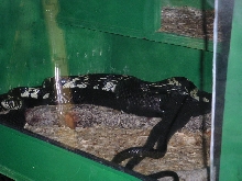 Tiger Rats Courting