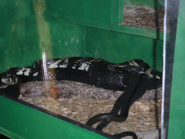 Tiger Rats Courting