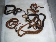newborn ammies from 8/27