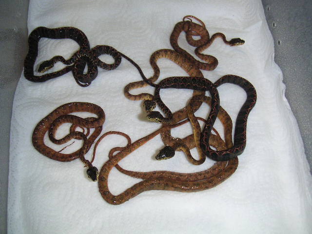 newborn ammies from 8/27
