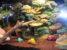 Community Terrarium 1