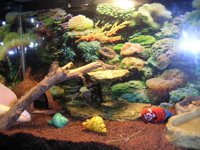 Community Terrarium 1