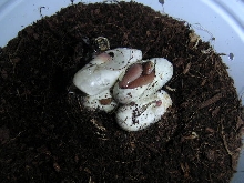 T. dharas pipping