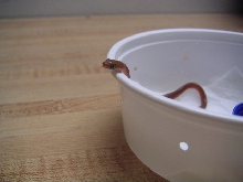 Hatchling T. dhara