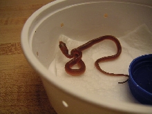 Hatchling T. dhara