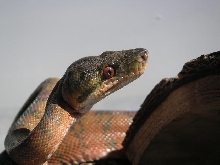 Amazon Eye