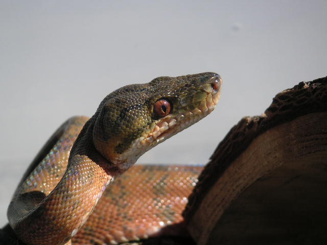 Amazon Eye