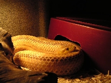 Adult male yellow rat snake