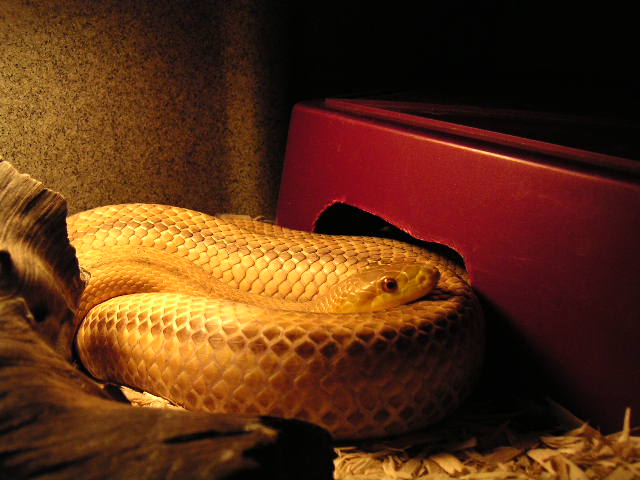 Adult male yellow rat snake