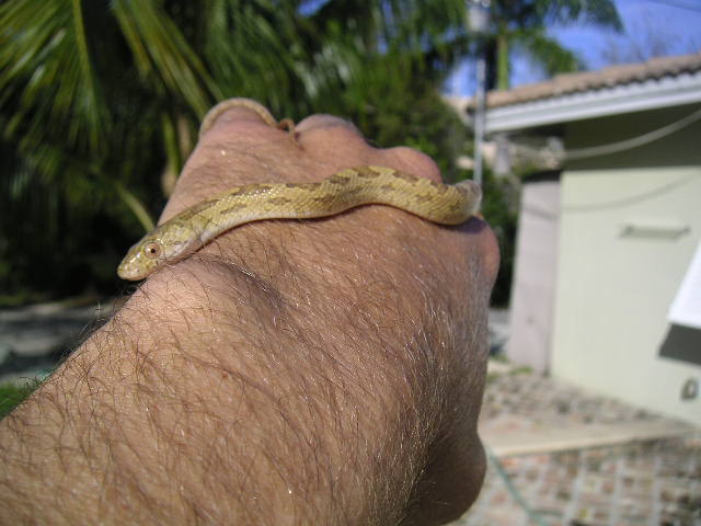 Baby lt yellow rat snake profile