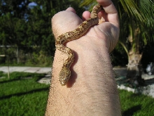 Baby dk yellow rat snake