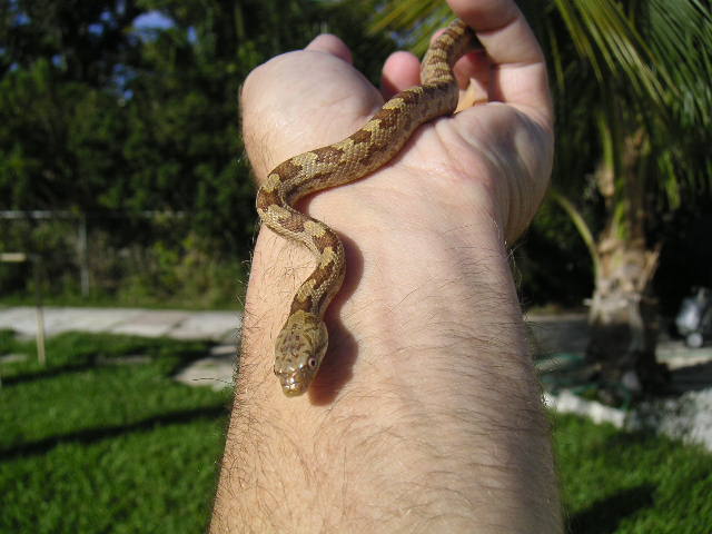 Baby dk yellow rat snake