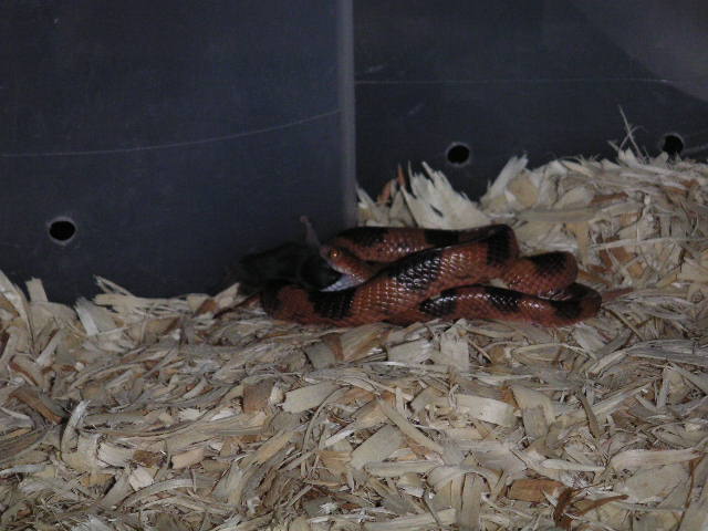 Male Eastern Tiger