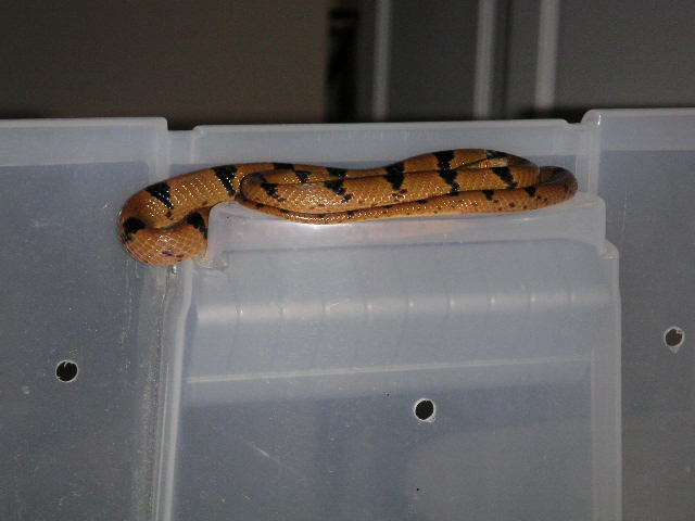 Female Eastern Tiger