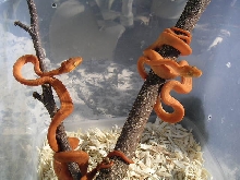 baby atb's hangin out