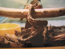 ATB eating a zebra finch, circa 1988