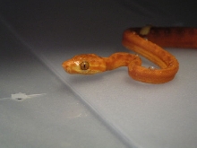 Newborn Amazon head shot