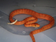 Newborn Amazon body