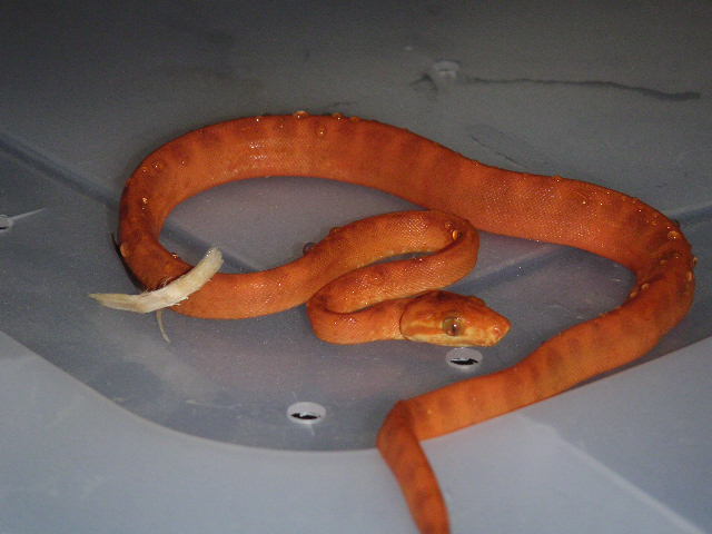 Newborn Amazon body