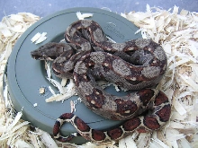 Baby Red Mex/CR boa born 6/11/08